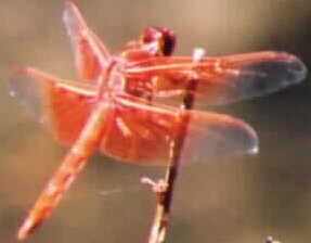 anisoptera, dragonfly