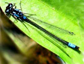zygoptera, damselfly