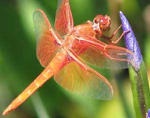 anisoptera, dragonfly