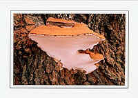 Ganoderma applanatum