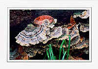 Trametes versicolor (gray)