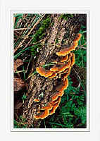 Trametes versicolor (orange)