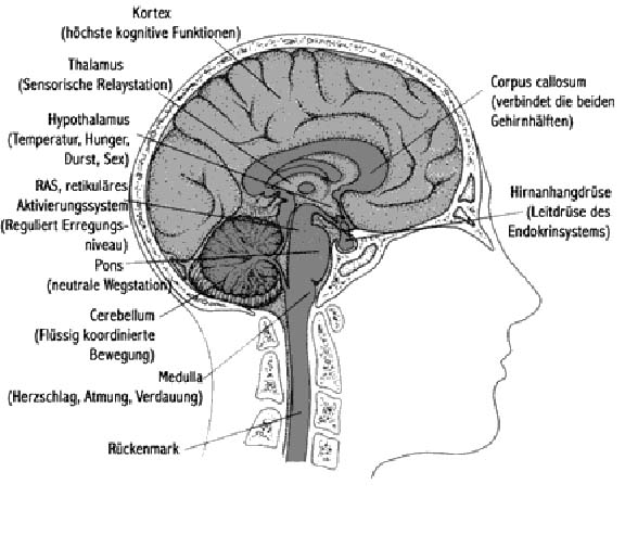 Gehirn Querschnitt.jpg