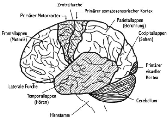 Gehirn Seitenansicht.jpg