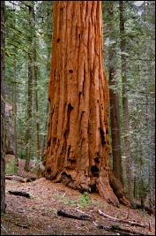 A giant sequoia in Sequoia National Park.
