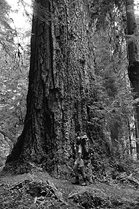 Douglas fir tree in Olympic National Park.