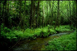 A stream in Sinkyone Wilderness State Park.