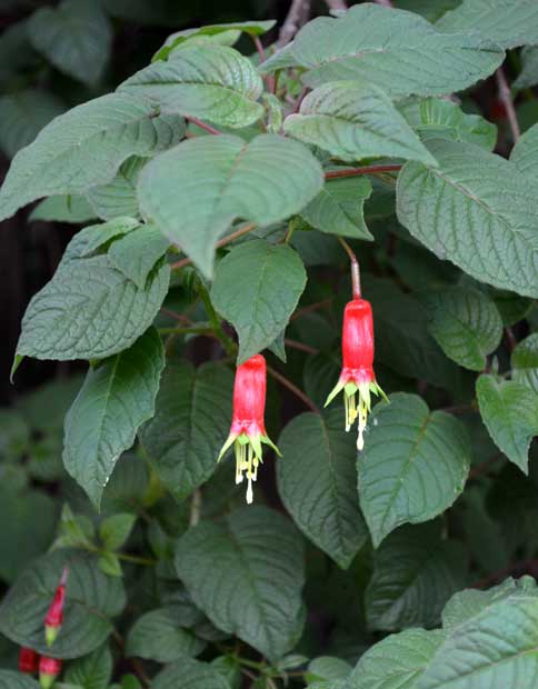 Fuchsia along road to cafe