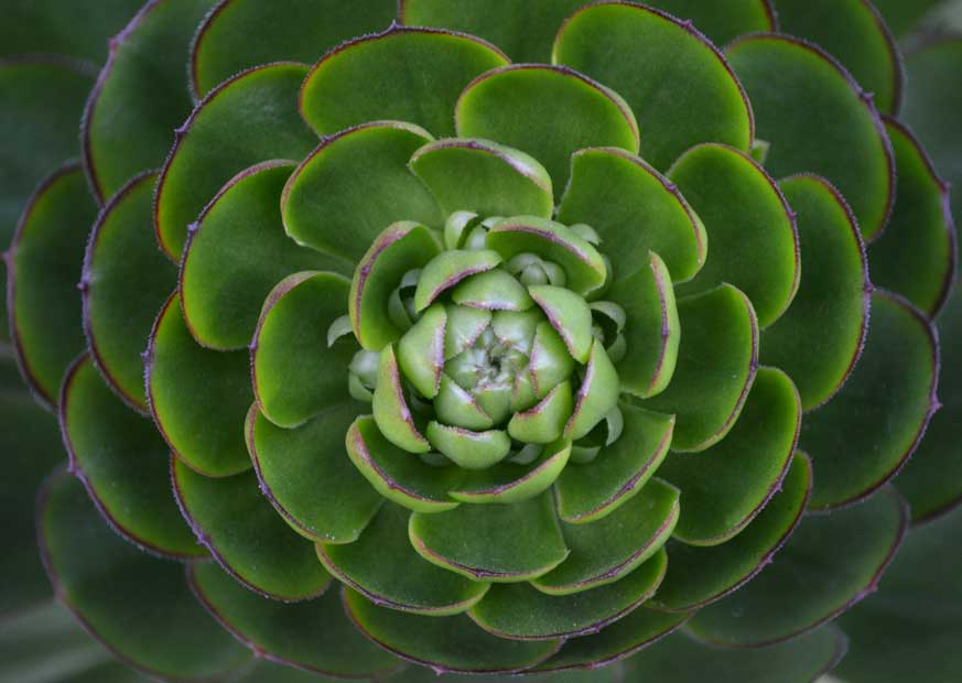 Aeonium in back yard