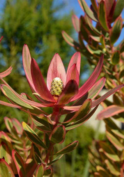 Protea on Hillcrest Road