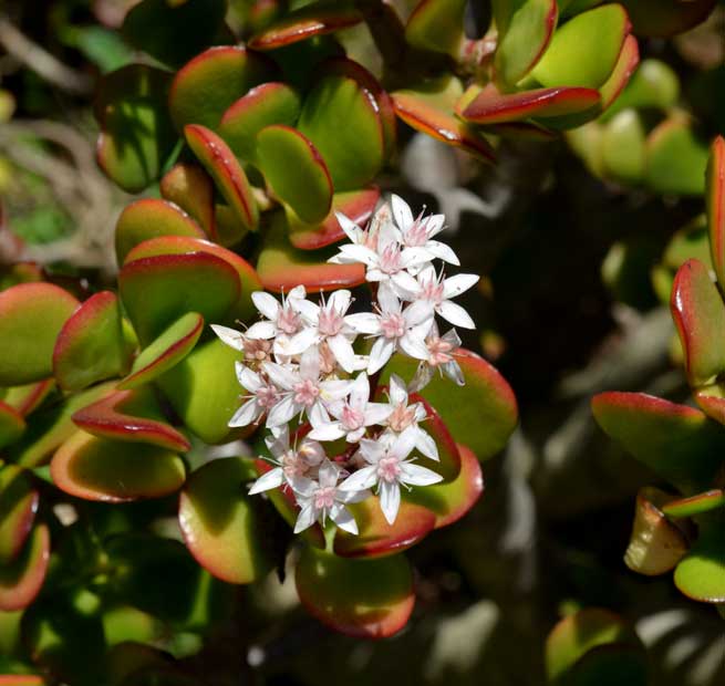 Crassula (Jade plant)