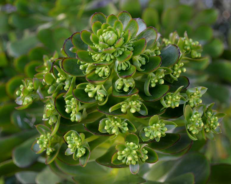 Aeonium in back yard