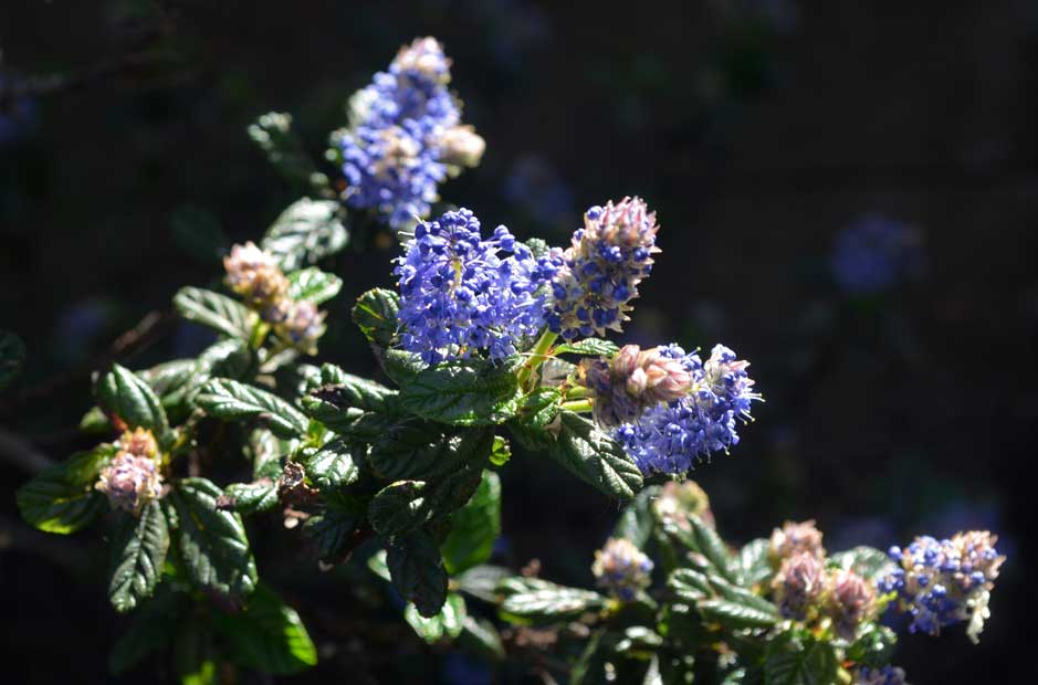 Ceanothus, front yard