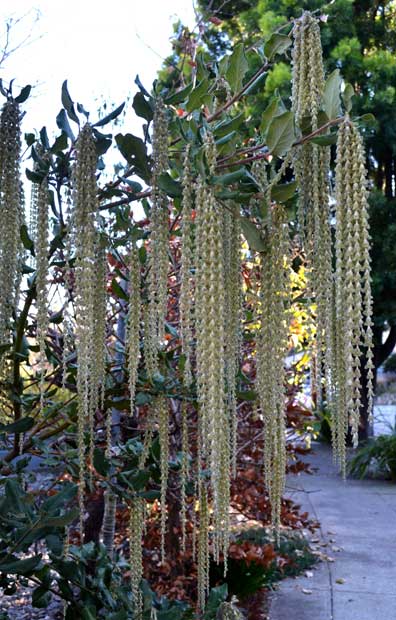 Garrya (silktassel tree)