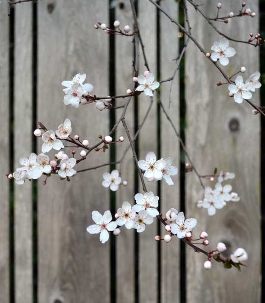 Plum tree, back yard