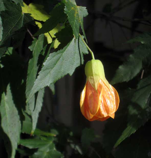 Abutilon blossom