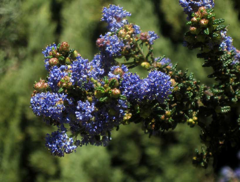 Ceanothus (California lilac)