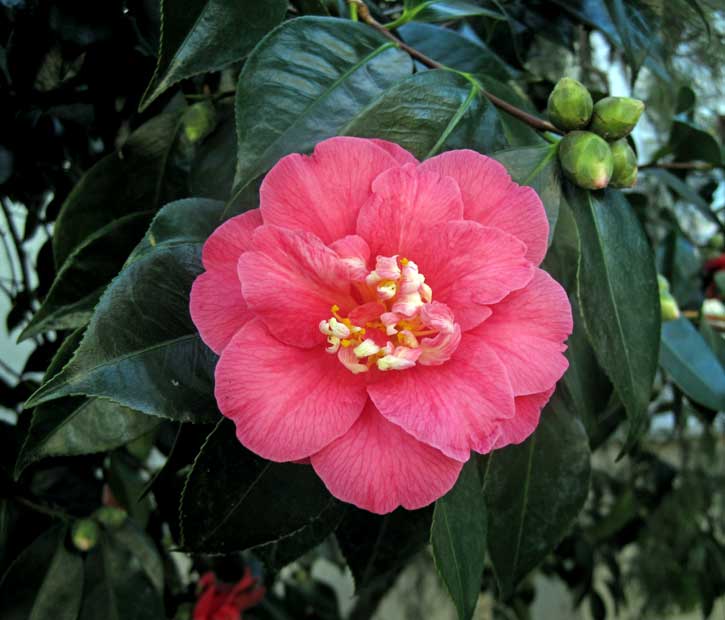 Camellia bloom