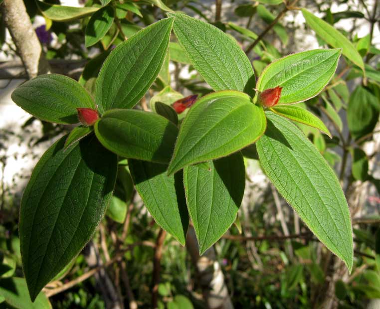 Tibouchina buds, UC Berkeley campus