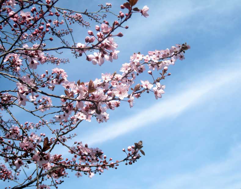 Plum blossoms