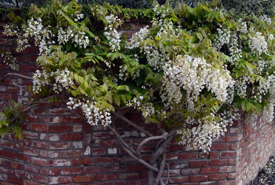 Wisteria on brick wall