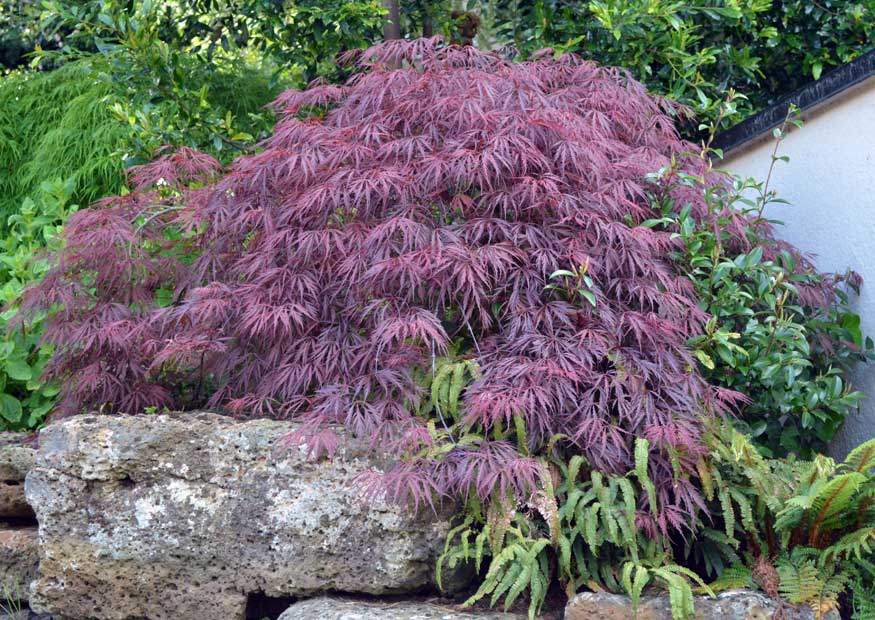 Japanese maple