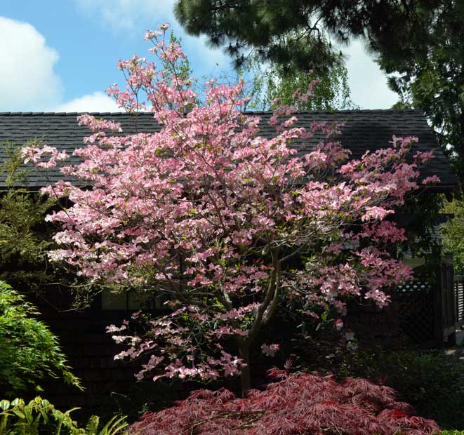 Flowering dogwood