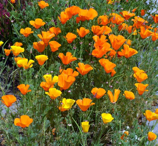 Golden poppies