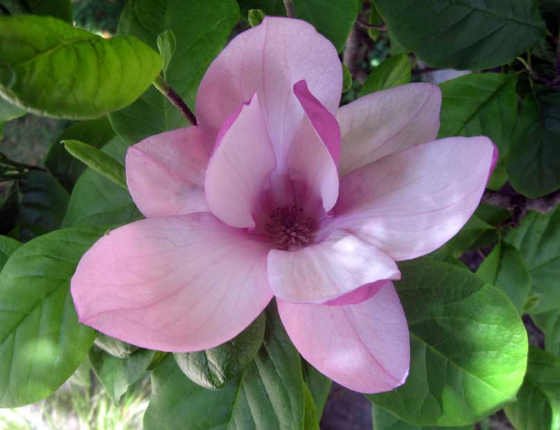 Magnolia grandiflora