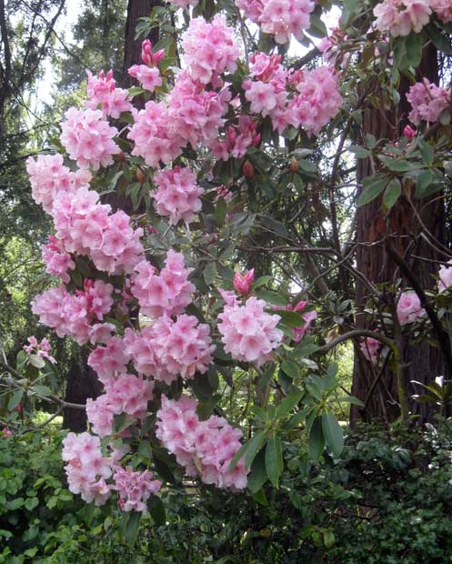 Rhododendron flowers