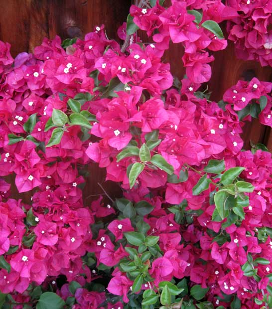 Bougainvillea