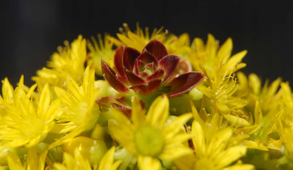 Aeonium in July