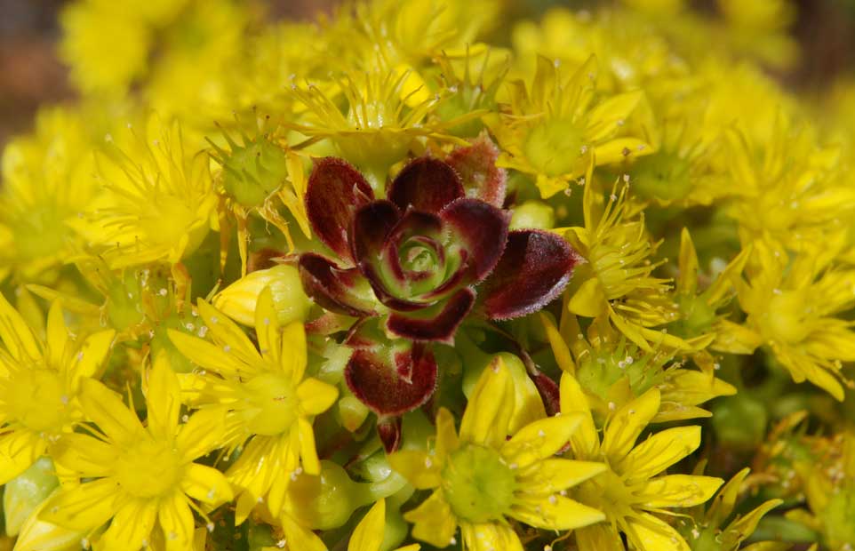 Aeonium in July