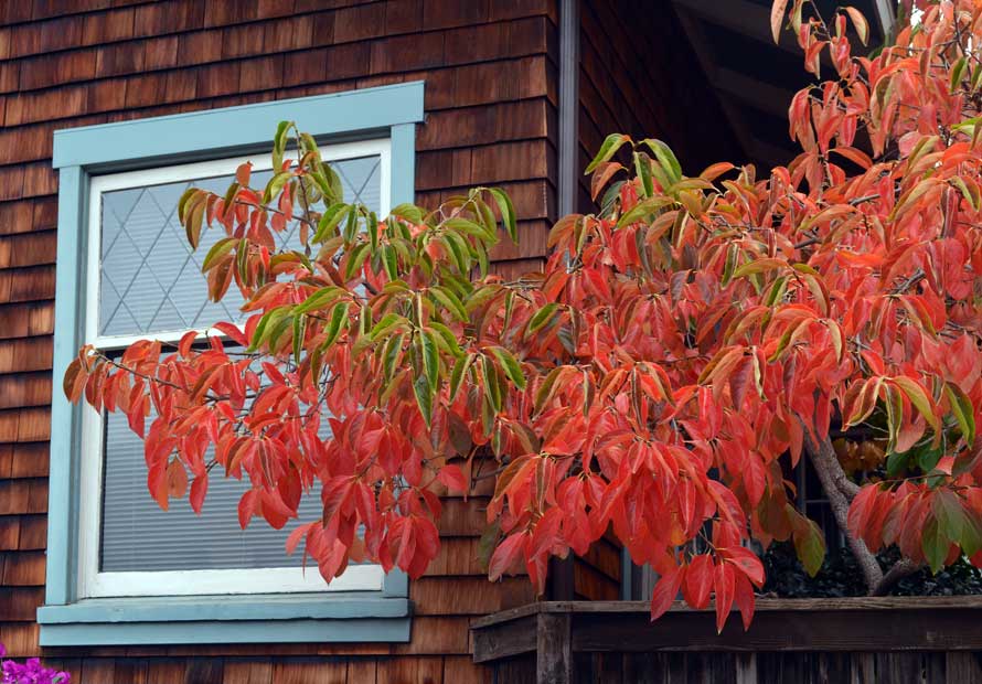 Persimmon leaves