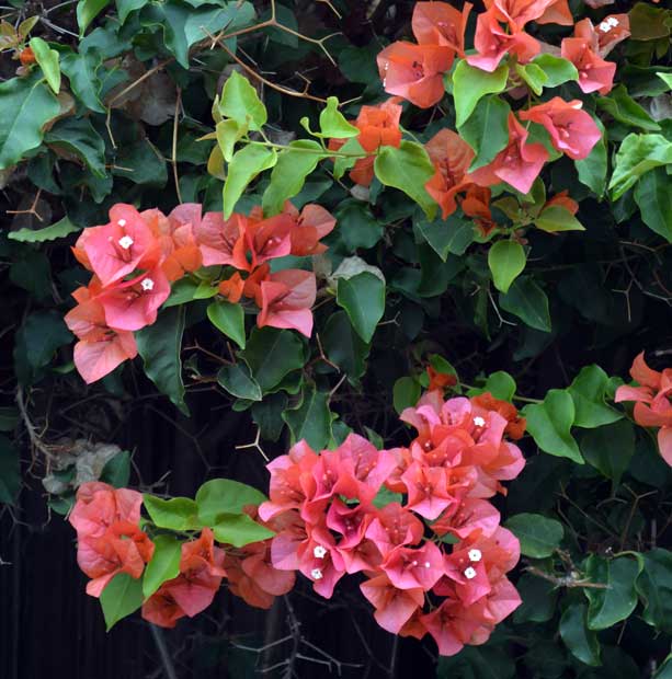 Bougainvillea