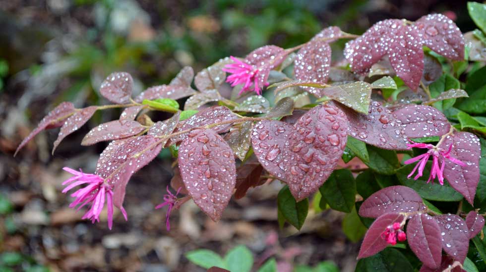 Loropetalum