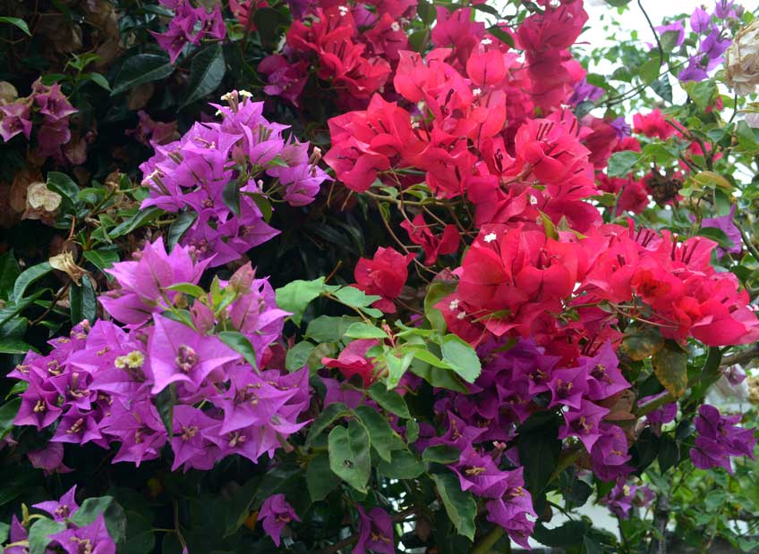 Bougainvillea