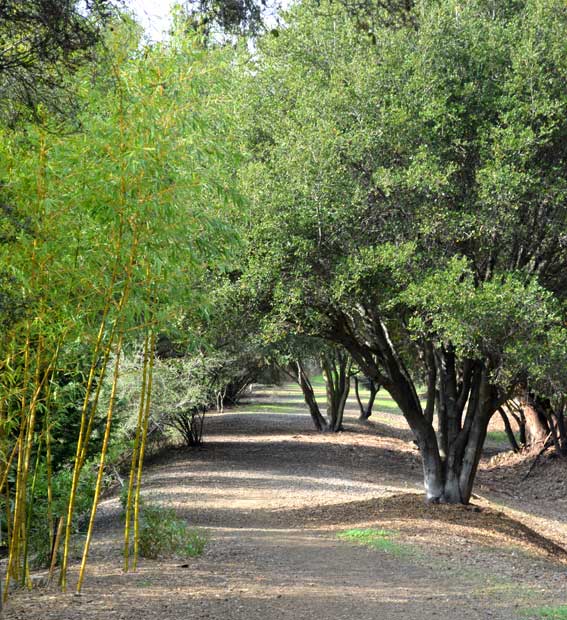 Old RR roadbed, now a forest path