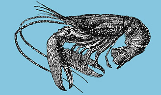 Old crustac�s 
homard.jpg