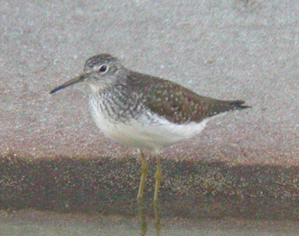 Solitary Sandpiper