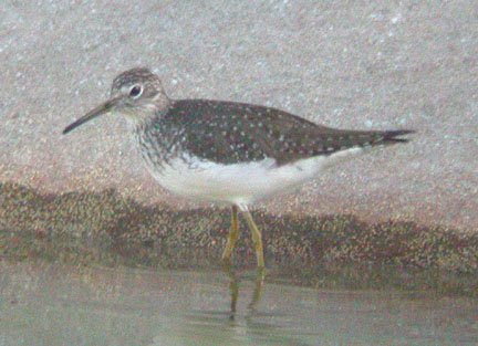 Solitary Sandpiper