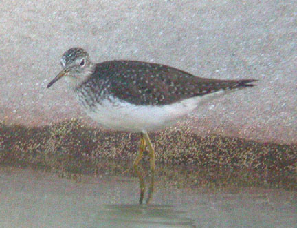 Solitary Sandpiper