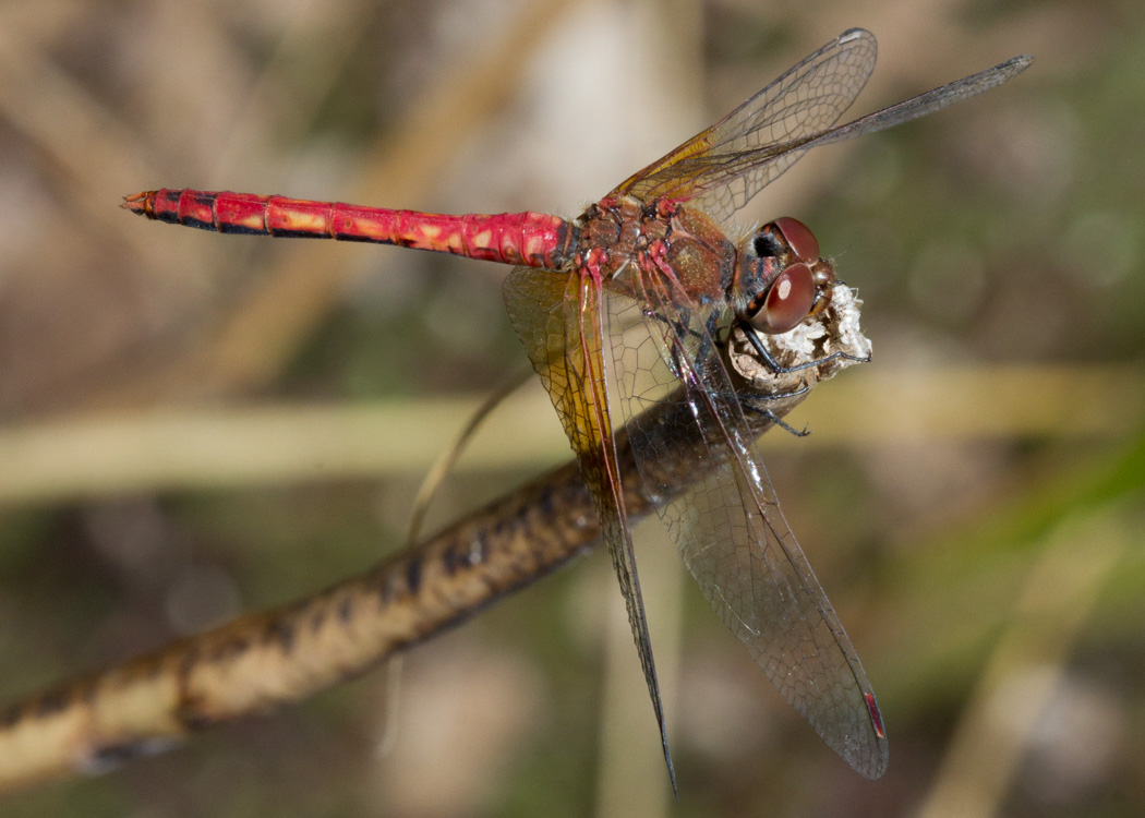 Band-winged Meadowhawk