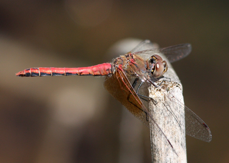 Band-winged Meadowhawk