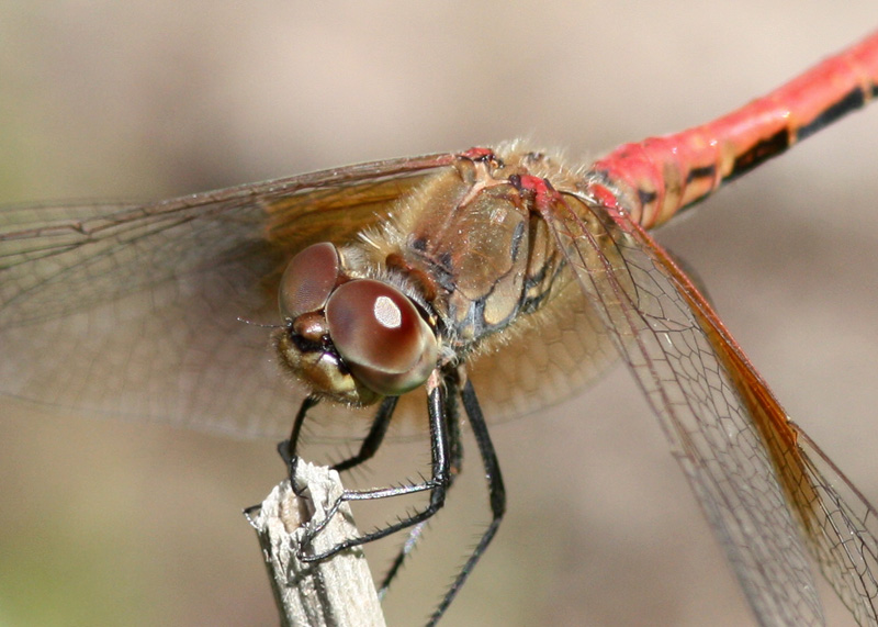 Band-winged Meadowhawk