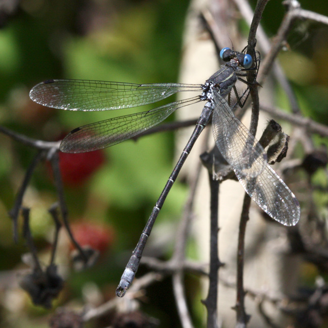 Black Spreadwing