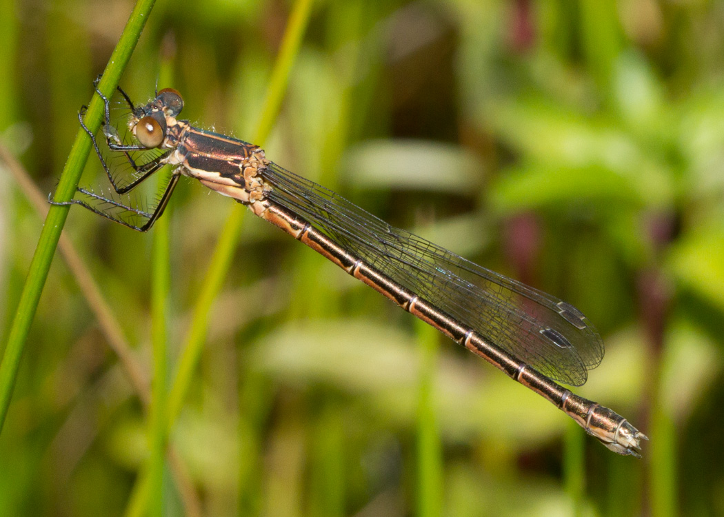 Black Spreadwing