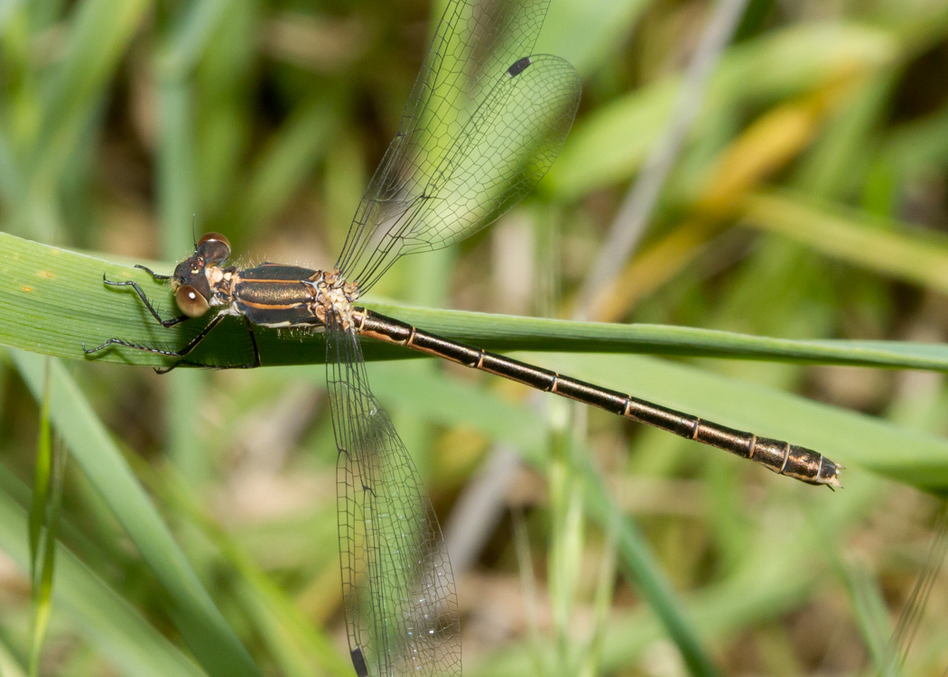 Black Spreadwing