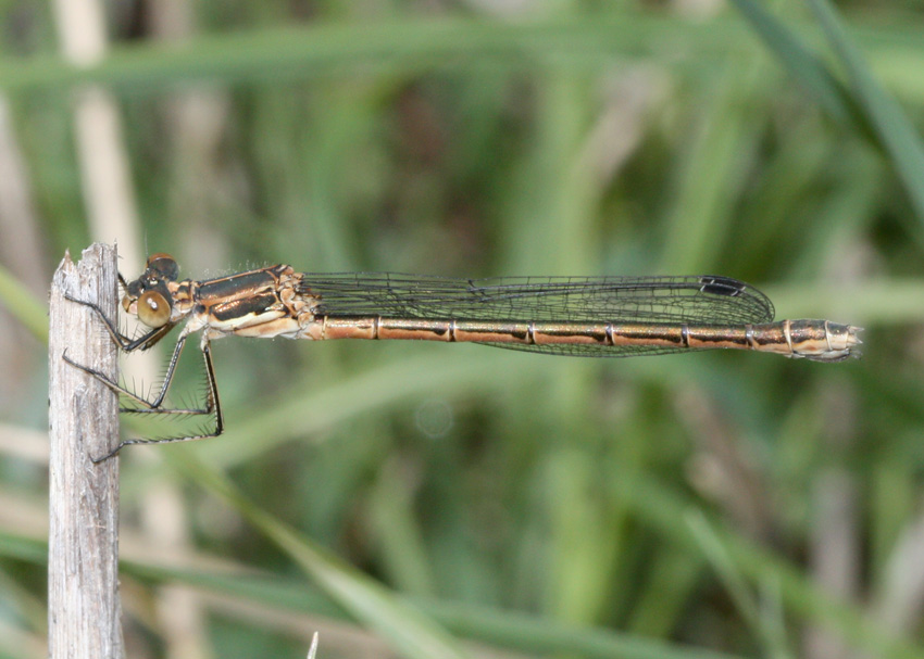 Black Spreadwing