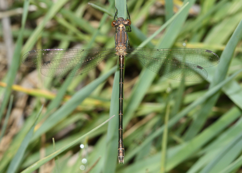 Black Spreadwing